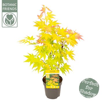 Acer palmatum 'Orange Dream'