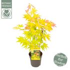 Acer palmatum 'Orange Dream'