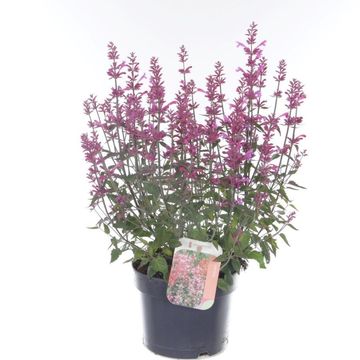 Agastache mexicana SUMMERLONG PURPLE