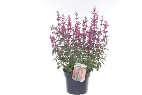 Agastache mexicana SUMMERLONG PURPLE