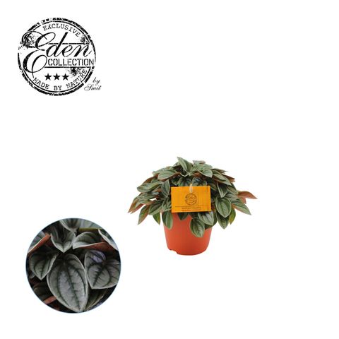 Peperomia caperata 'Napoli Nights'