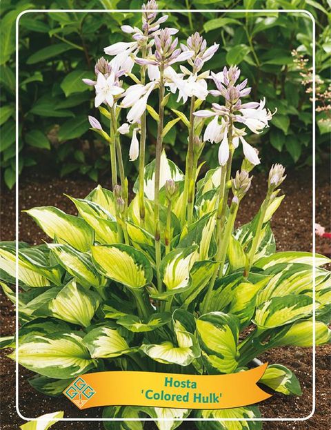 Hosta 'Colored Hulk'