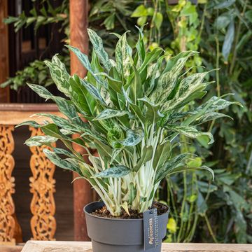 Aglaonema 'Greyhound'