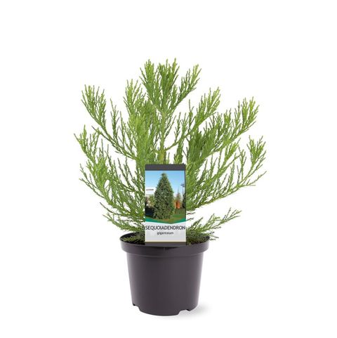 Sequoiadendron giganteum
