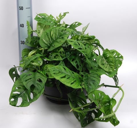 Monstera obliqua 'Monkey Leaf' — Plant Wholesale FlorAccess