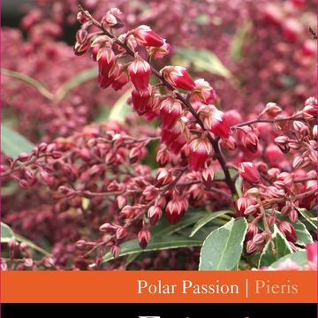 Pieris japonica MIX