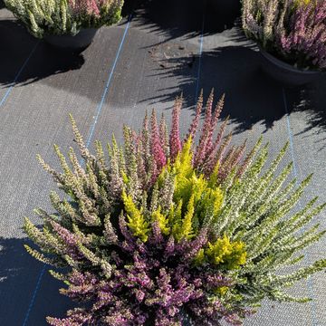 Calluna vulgaris BEAUTY LADIES MIX IN POT
