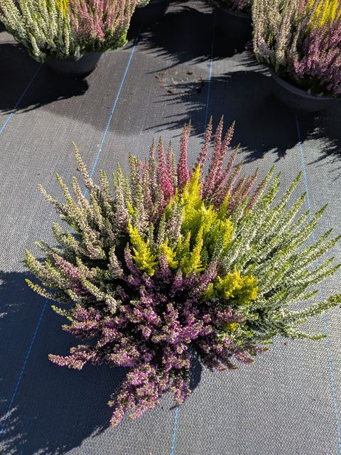 Calluna vulgaris BEAUTY LADIES MIX IN POT