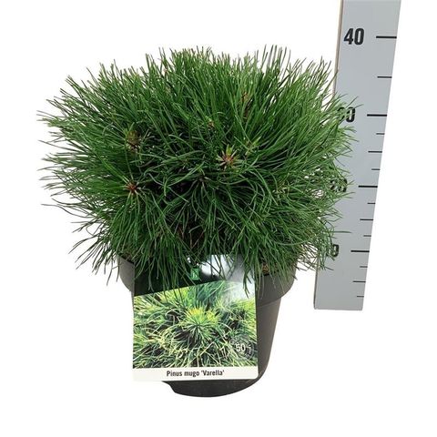 Pinus mugo 'Varella'