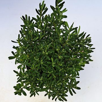 Andromeda polifolia 'Blue Ice'