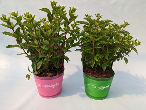 Hydrangea paniculata MIX