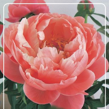 Paeonia 'Coral Sunset'