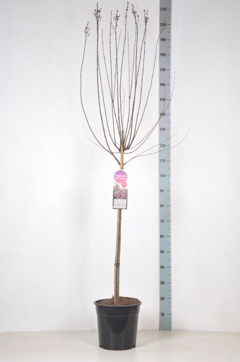 Syringa microphylla 'Superba'