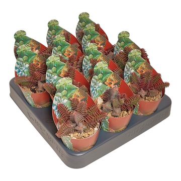 Crassula capitella thyrsiflora