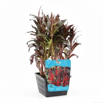 Lobelia cardinalis