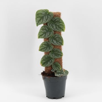 Μονστέρα dubia