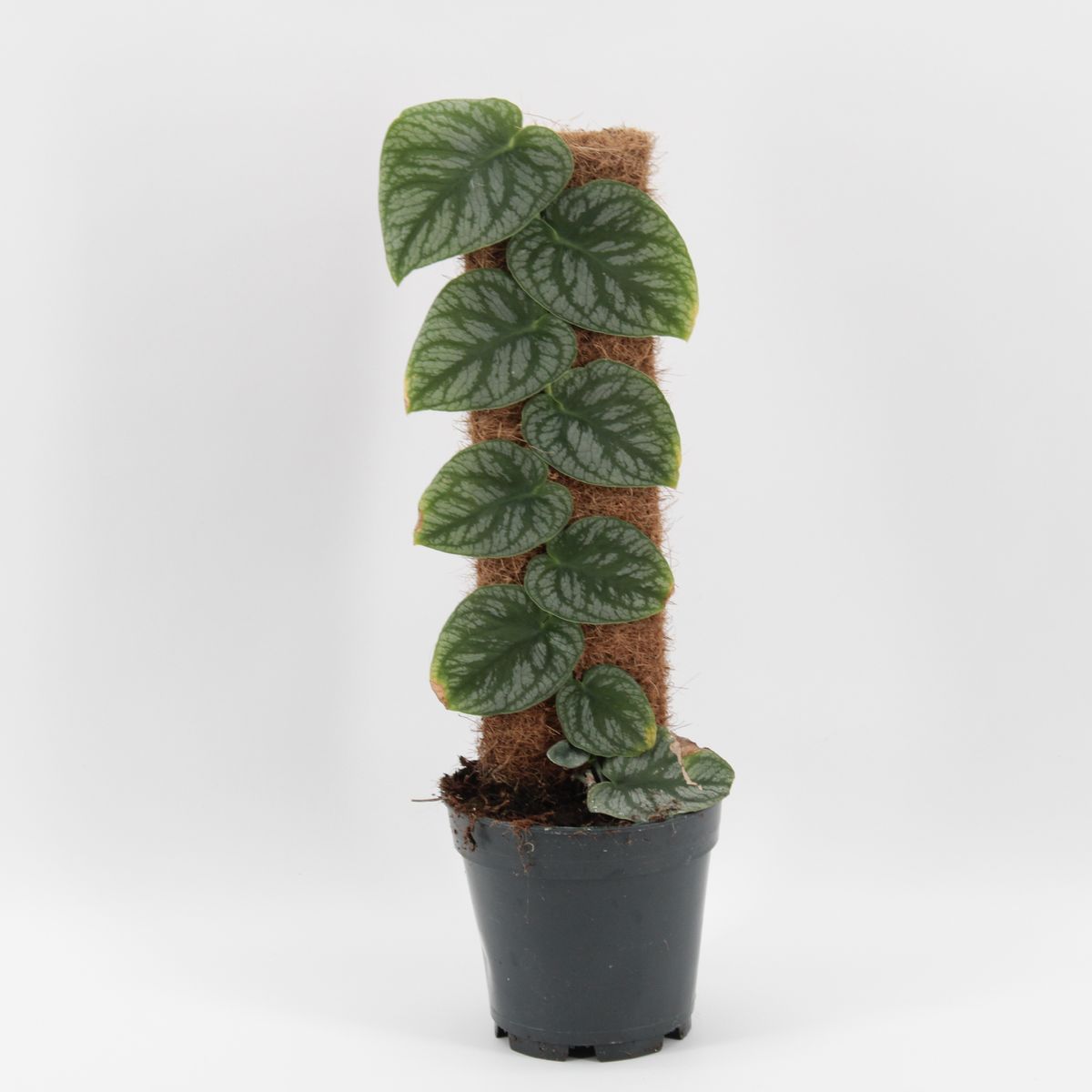 philodendron pink princess gro Philodendron Pink Princess