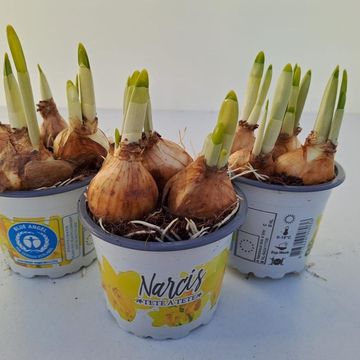 Narcissus 'Tête-à-Tête'