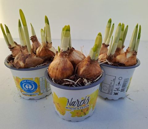 Narcissus 'Tête-à-Tête'