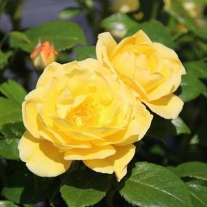 Rosa SPELAROSA DOLLY DOT (About Plants Zundert BV)