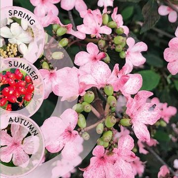 Viburnum plicatum KILIMANDJARO SUNRISE
