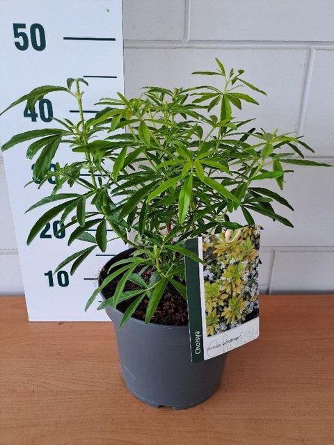 Choisya ternata GOLDFINGERS