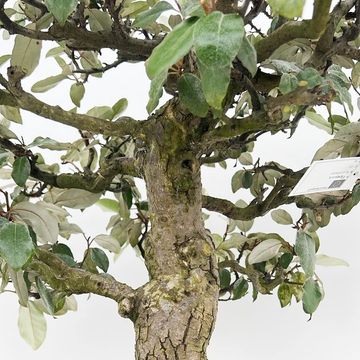 Elaeagnus pungens