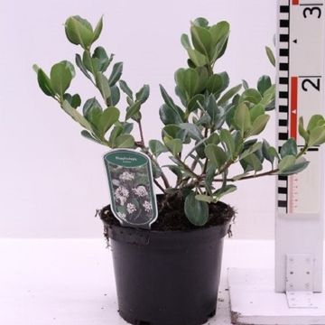 Rhaphiolepis umbellata