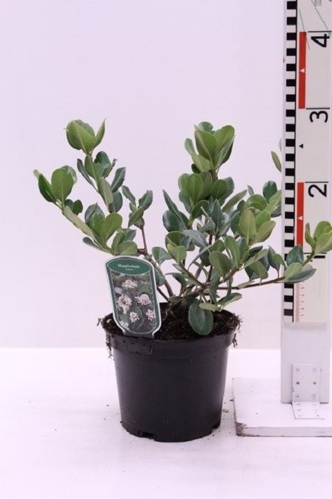 Rhaphiolepis umbellata