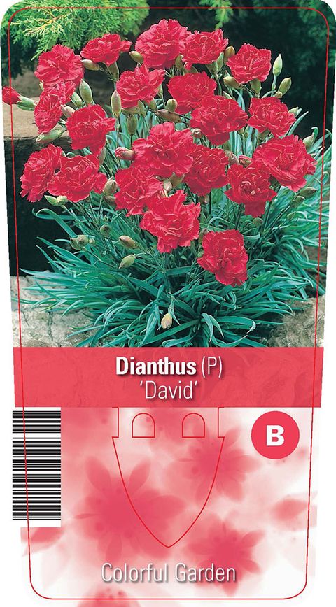 Dianthus 'David'