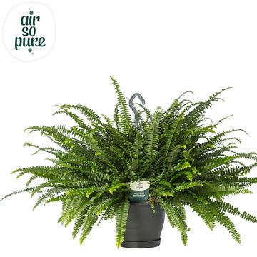 Nephrolepis exaltata 'Green Lady'