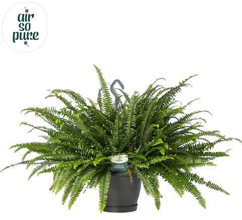 Nephrolepis exaltata 'Green Lady'