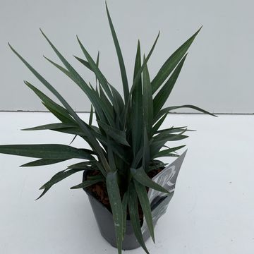 Dianella BLUE STREAM