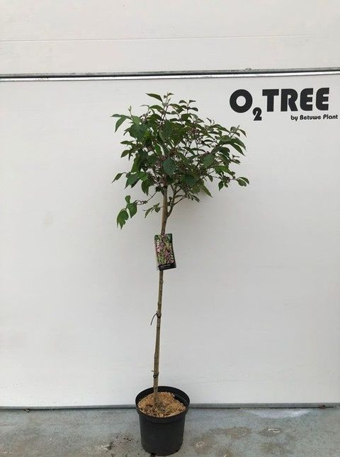 Callicarpa bodinieri 'Profusion'