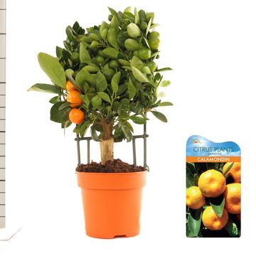 x Citrofortunella microcarpa