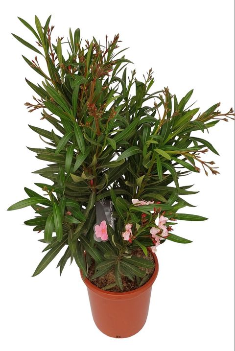 Nerium oleander