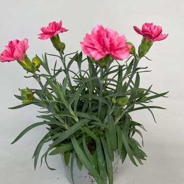 Dianthus SUPER TROUPER ELISE