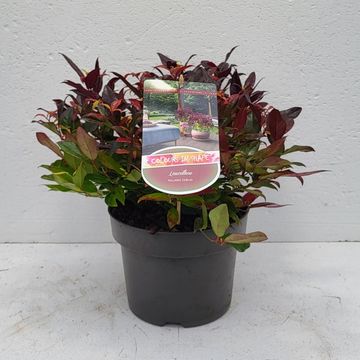 Leucothoe 'Zeblid'