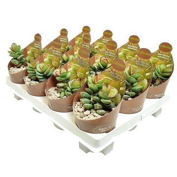 Adromischus subdistichus