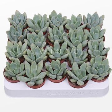 x Pachyveria 'Grey Crown'