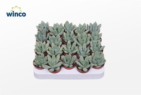 x Pachyveria 'Grey Crown'