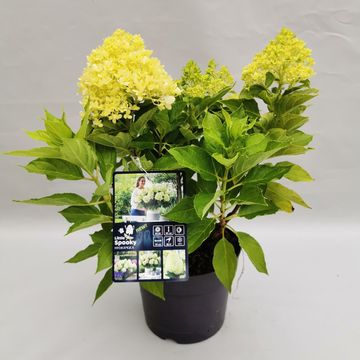 Hydrangea paniculata LITTLE SPOOKY