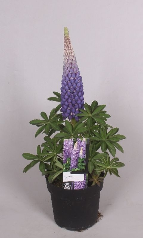 Lupinus WEST COUNTRY PERSIAN SLIPPER