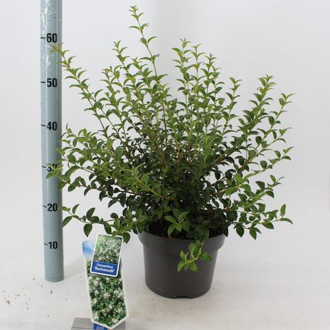 Osmanthus x burkwoodii