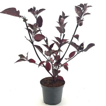 Cornus alba 'Kesselringii'