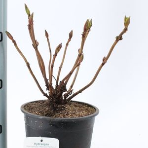 Hydrangea macrophylla 'Mariesii Perfecta'