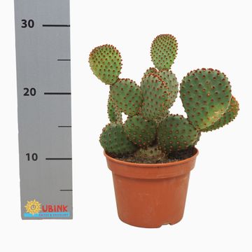 Opuntia microdasys rufida