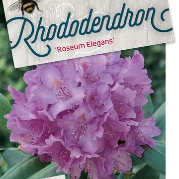 Rhododendron 'Розеум Элеганс'