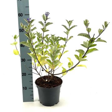 Vitex CHICAGOLAND BLUES