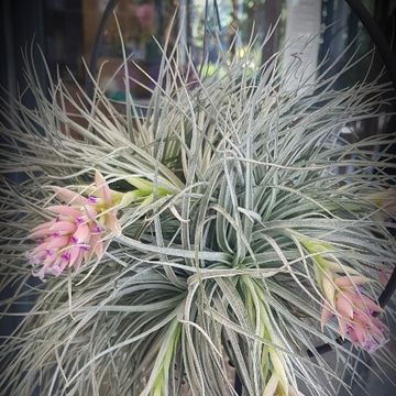 Tillandsia MIX